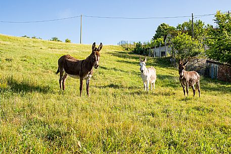 Alta Langa Landscape with donkeys
